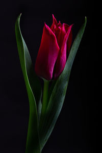 Close-up of pink rose against black background