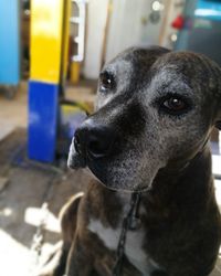 Close-up portrait of dog