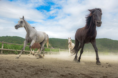 Horses on field against sky