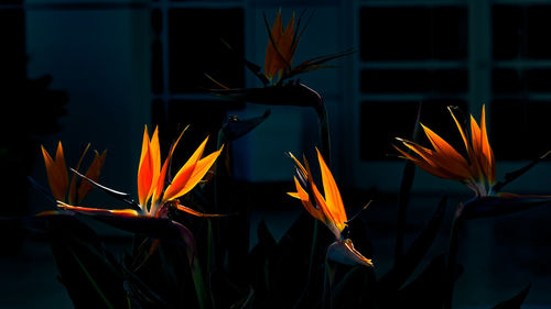 Close-up of orange flowers blooming at night