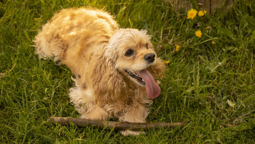 pet