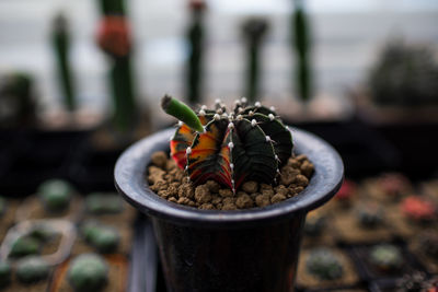 Close-up of insect on potted plant