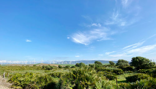 Plants growing on field against blue sky