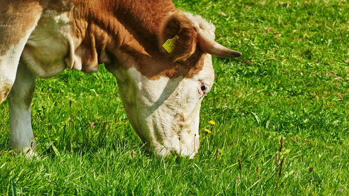 Horse grazing in a field