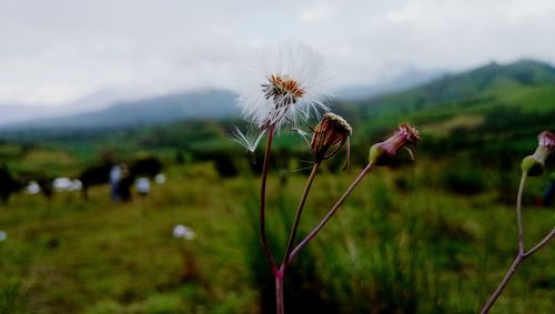 Close-up of wildflowers in field