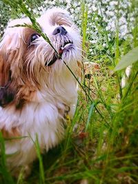 Close-up of dog looking away