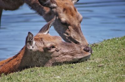 Deer in a lake