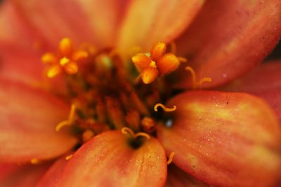 Full frame shot of flower