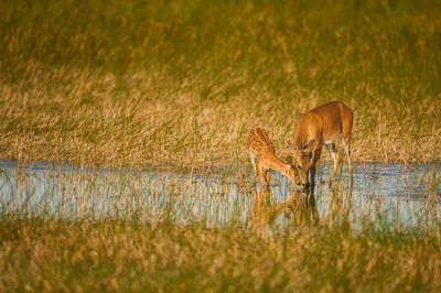 View of deer drinking water from a field