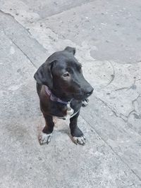 High angle view of dog sitting on footpath