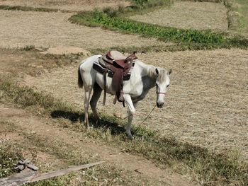 View of cows running on field