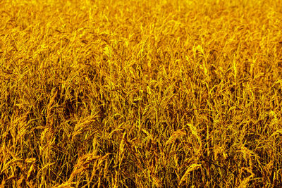 Full frame shot of crops on field