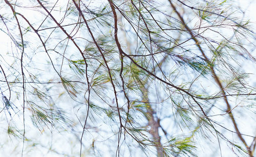 Full frame shot of tree