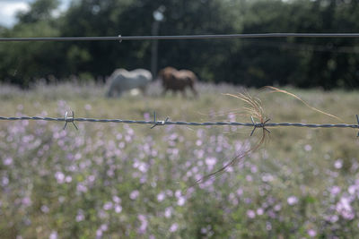 Close-up of barbed wire fence on field, horses in background 