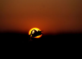 Close-up of silhouette insect against orange sky