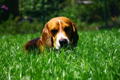 Close-up portrait of dog on grass