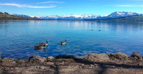 Swans swimming in lake against sky