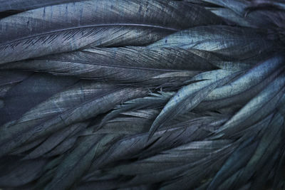 Full frame shot of feather