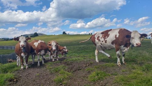 Cows standing in a field