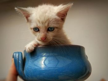 Close-up portrait of cat holding camera