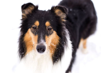 Close-up portrait of a dog