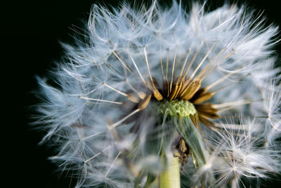 Close-up of dandelion on plant