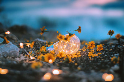 Close-up of illuminated bulb amidst yellow flowers on field