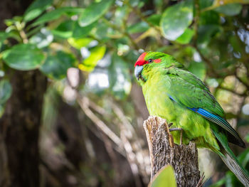 Close-up of parrot perching on tree