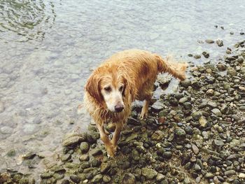 Dog on pebbles at beach