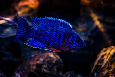 Close-up of fish swimming in sea