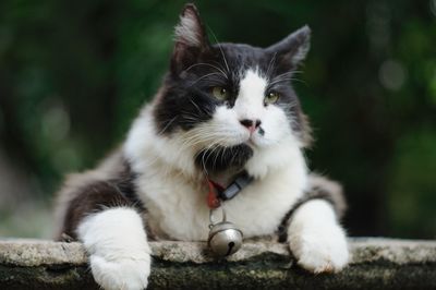 Close-up portrait of a cat