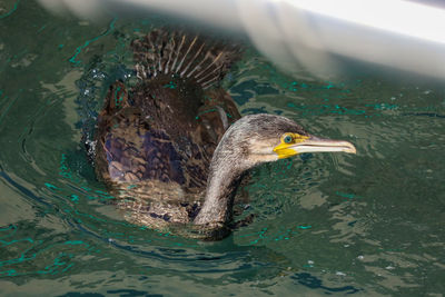 High angle view of bird swimming in lake