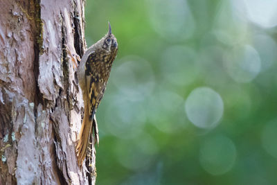 Close-up of a bird on tree trunk