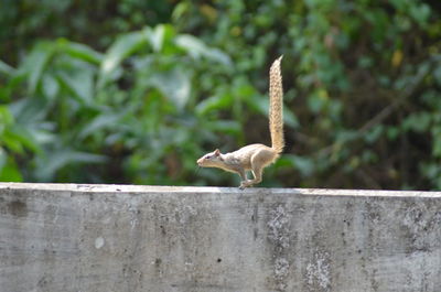 Bird flying over retaining wall