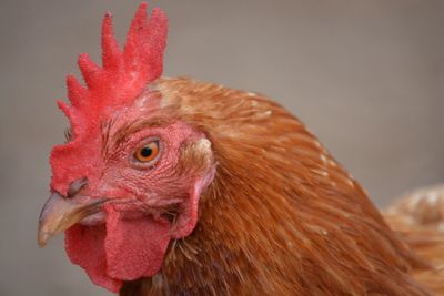 Close-up of rooster