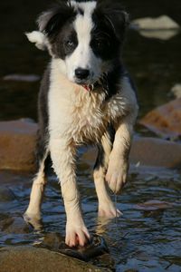 Portrait of dog in water