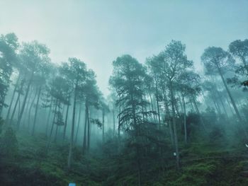 Trees in forest against sky