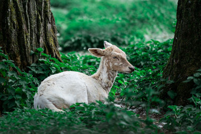 View of an animal on tree trunk