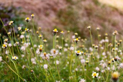 Flowers blooming in meadow