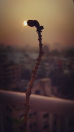 Close-up of plant against sky at sunset