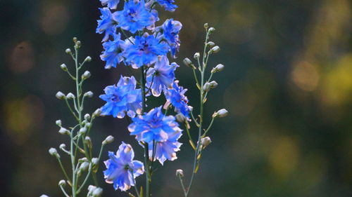 Close-up of purple flowering plants