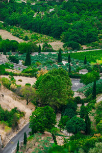 High angle view of trees in forest