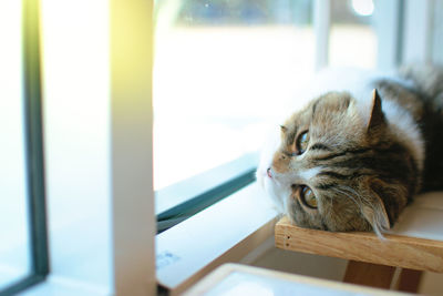 Close-up of a cat looking away