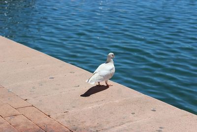 High angle view of bird by lake on sunny day