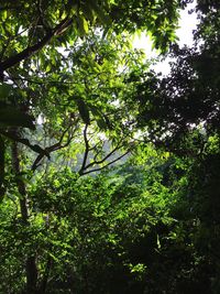 Low angle view of trees