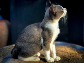 Close-up of a cat looking away