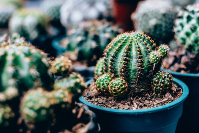 Close-up of succulent plant in pot