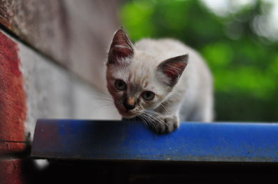 Close-up portrait of kitten by outdoors