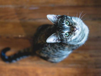 Directly above shot of cat at home