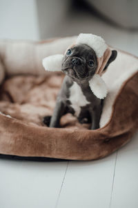 pug